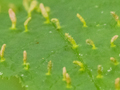 Phyllocoptes eupadi